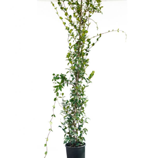 ARABIAN JASMINE - Jasminum Sambac