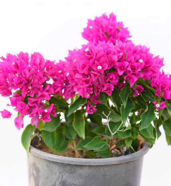 BOUGAINVILLEA - Bougainvillea Glabra