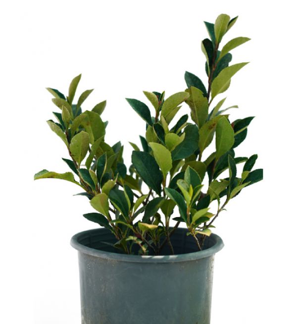 LITTLE RED ROBIN - Photinia Red Robin Nana