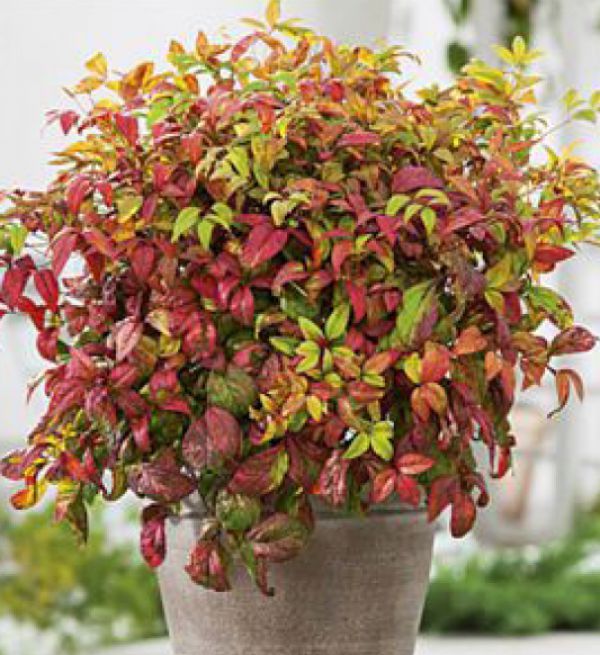 HEAVENLY BAMBOO FIRE POWER - Nandina Domestica Fire Power