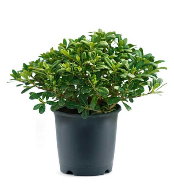 DWARF JAPANESE MOCK ORANGE - Pittosporum Tobira Nanum