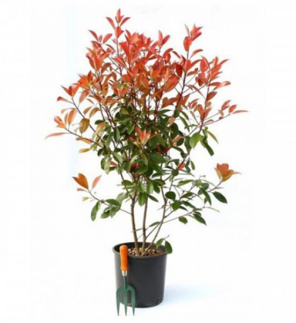 RED ROBIN TREE - Photinia Serrulata Red Robin