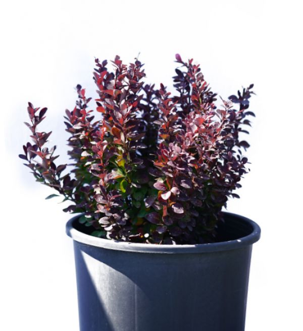 BERBERIS THUNBERGII - Atropurpurea Nana