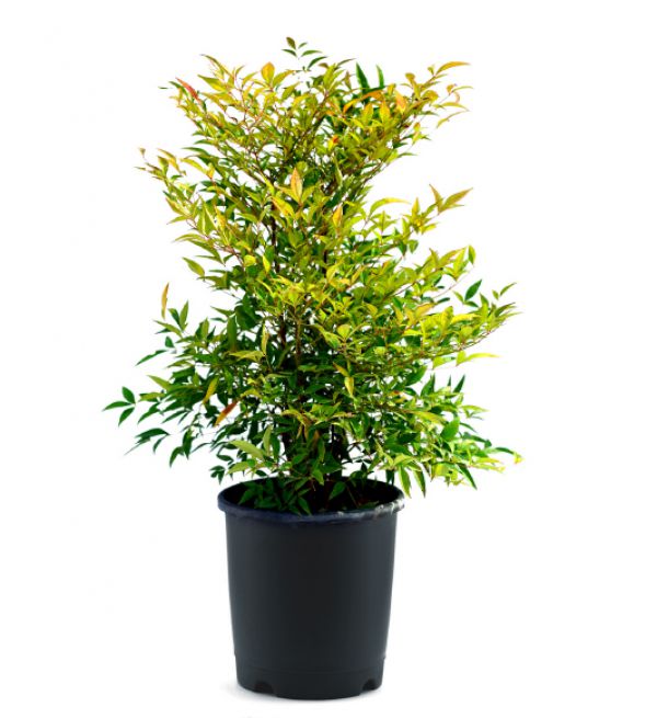 HEAVENLY BAMBOO - Nandina Domestica
