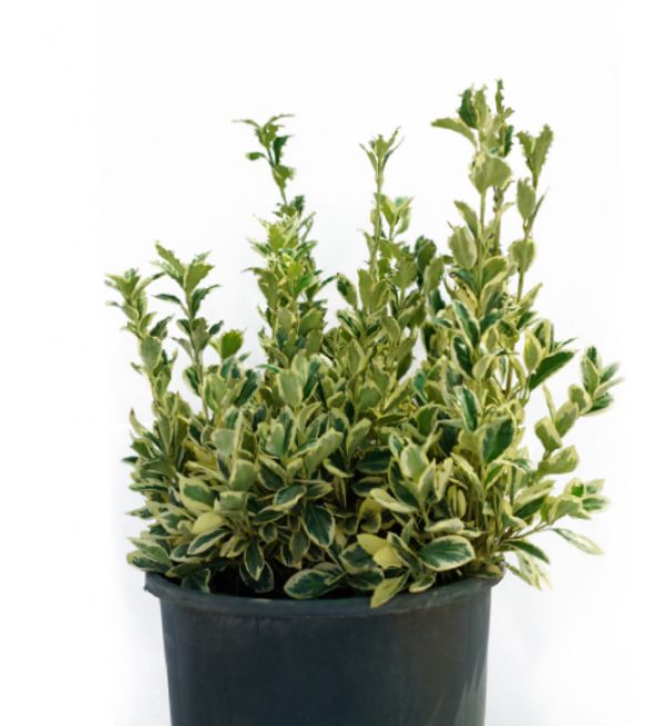 EUONYMUS BRAVO - Euonymus Japonica Bravo