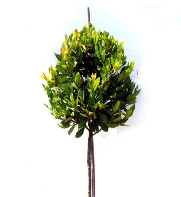 LAUREL - Laurus Nobilis