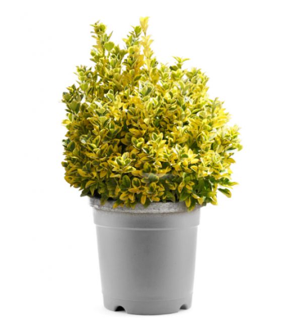 GOLD TAFLAN - Euonymus Japonica Var Aurea
