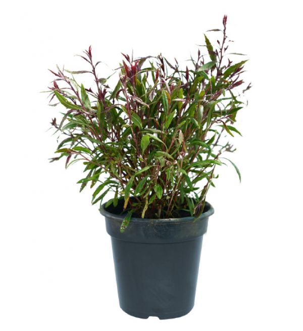 GAURA - Gaura lindheimeri
