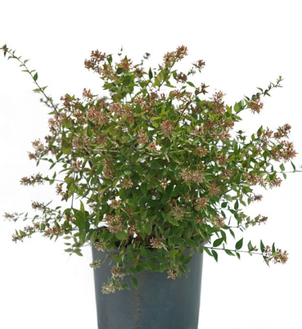 GLOSSY ABELIA - Abelia Grandiflora