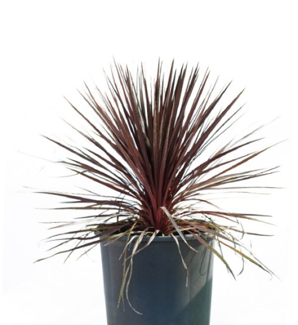 CORDYLINE RED STAR - Dracena İndivisa ‘Atropurpurea'