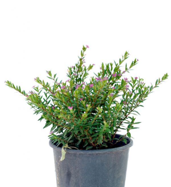 ELFIN HERB - Cuphea Hyssopifolia