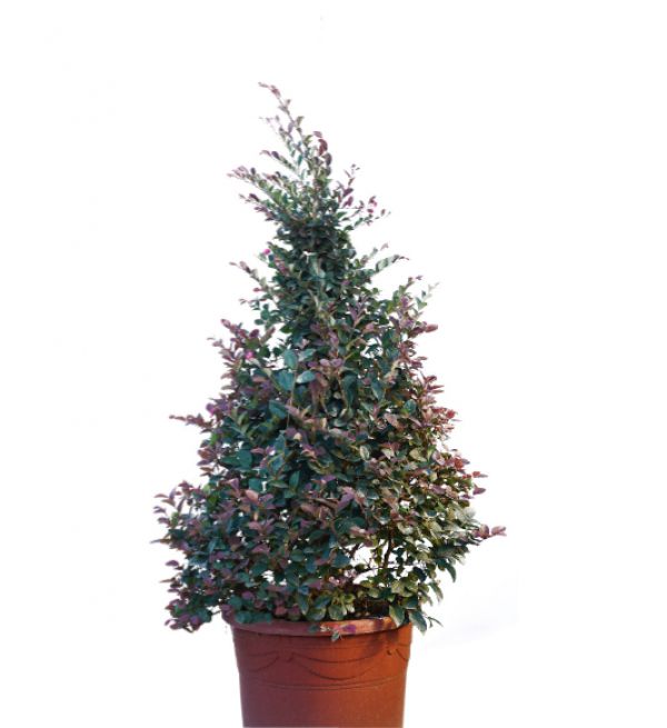 CHINESE FRINGE FLOWER - Loropetalum Chinense Rubrum