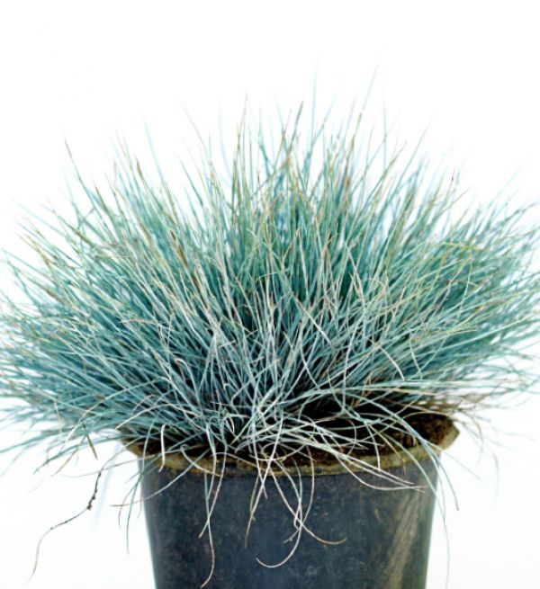 BLUE FESCUE - Festuca Glauca