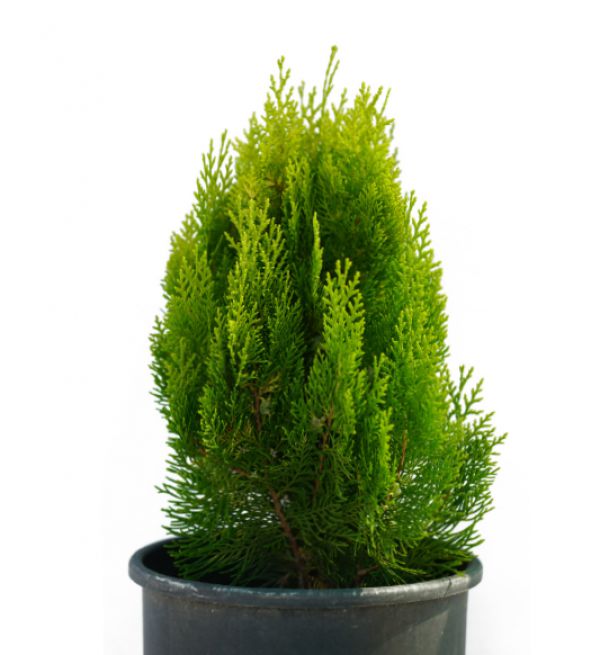 AMERICAN ARBORVITAE  - Thuja Occidentalis