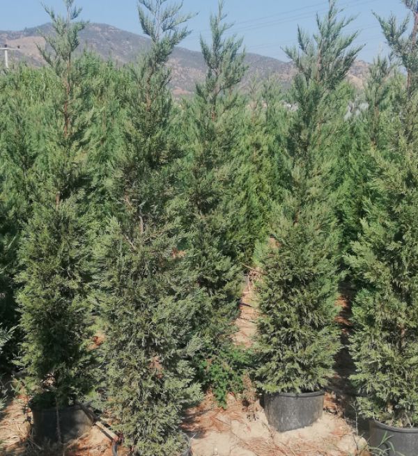 LEYLANDII CYPRESS - Cupressocyparis Leylandi