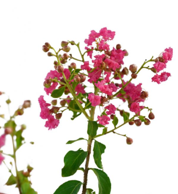 CRAPE MYRTLE - Lagerstroemia Indica