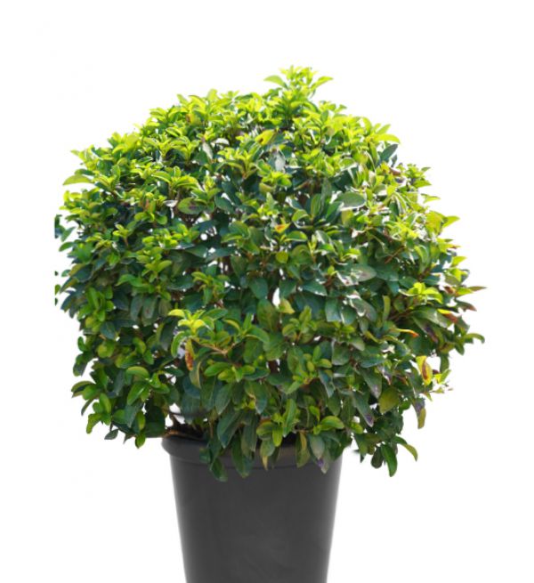 LAURUSTINUS - Viburnum Lucidum