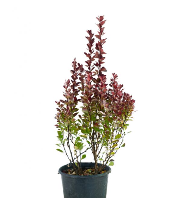 JAPANESE BARBERRY - Berberis thunbergii F. Atropurpurea