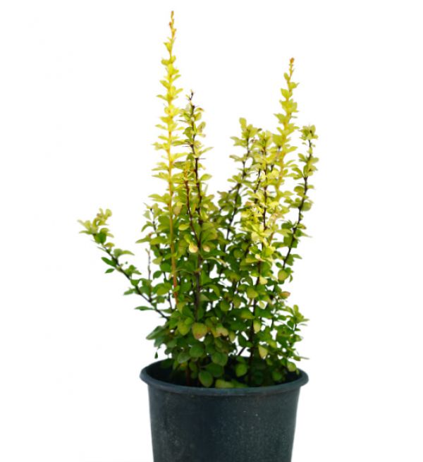 JAPANESE BARBERRY MARIA - Berberis Thunbergii Maria