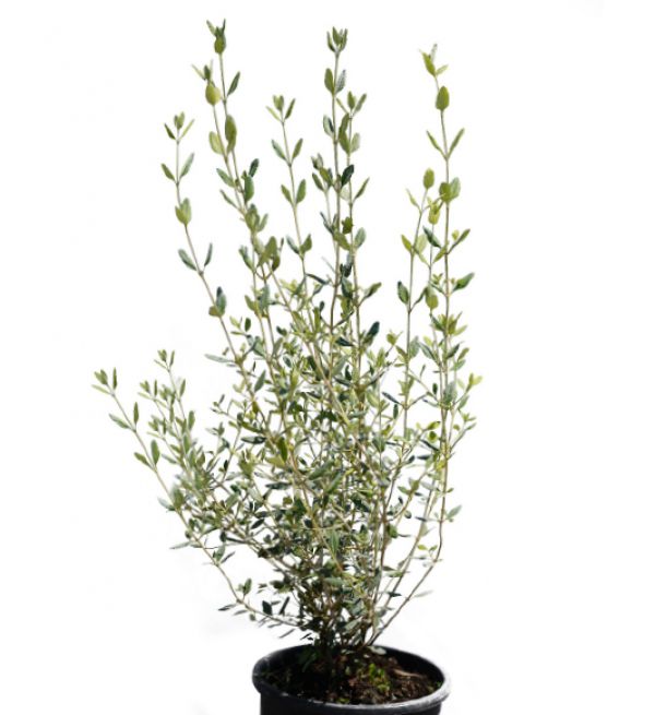 TREE GERMANDER - Teucrium Fruticans